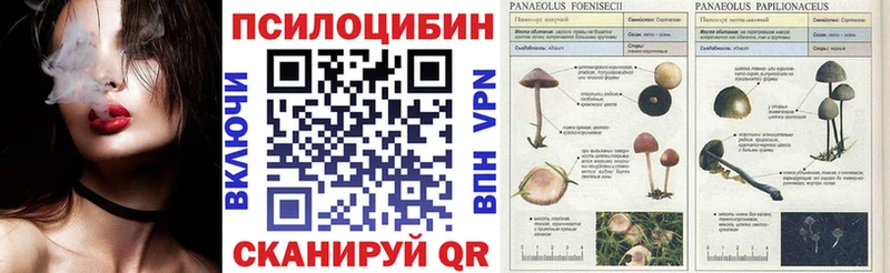Купить закладки  Приозерск  Галлюциногенные грибы мицелий 